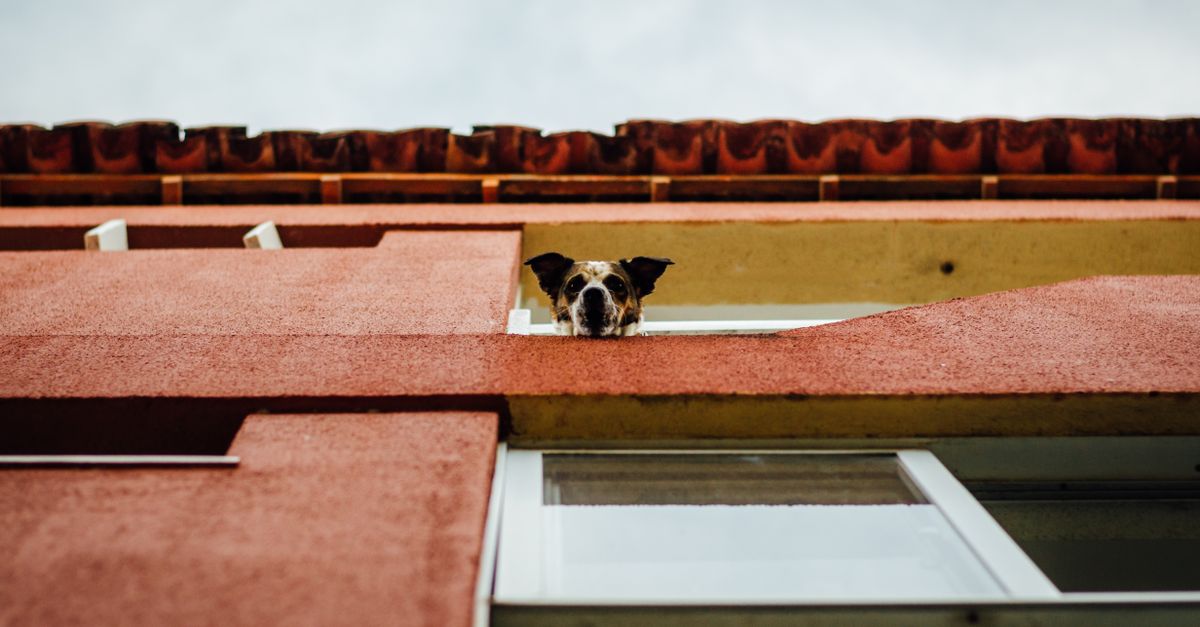 A curious dog looks out of a window in an urban residential area, showcasing city pet life.